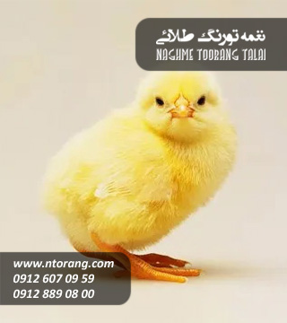 فروش جوجه گوشتی کیوان مرغ